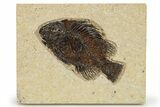 Fossil Fish (Cockerellites) - Wyoming #275180-1